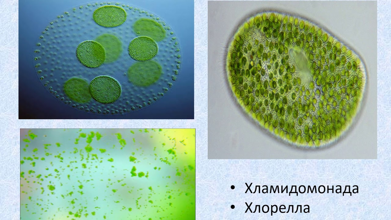 Известно что хламидомонада одноклеточная фотосинтезирующая зеленая водоросль