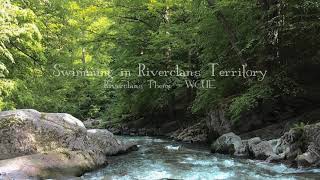 Swimming in Riverclan’s Territory 🌊🌴 - Warrior Cats ambience & music playlist