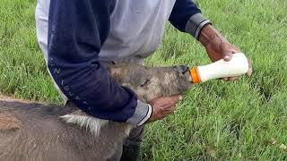 feeding the calves- menyusu anak kerbau