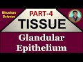 Part 4 : Tissue Level of Organization | Glandular Epithelium (Hindi) | B. Pharm | Nursing