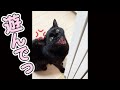アホ飼い主に「遊んでっ」と発狂しながらブチギレる猫がこちらです…www #Shorts