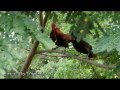 Urban Wild Chickens - The Red Junglefowl (Gallus gallus) in Singapore Part 2/2