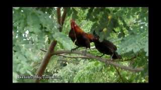 Urban Wild Chickens - The Red Junglefowl (Gallus gallus) in Singapore Part 2/2