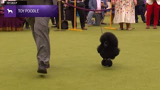 Poodles (Toy) | Breed Judging 2024