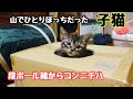 【保護子猫】子猫が段ボールからアタックしてきます!大人になった(?)ぷ〜ちゃん　穏やかな猫たち
