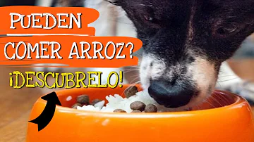 ¿El arroz para microondas es adecuado para los perros?