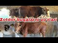 Egalaridan yemga tayyor buqalarni zo'rlari sotiladi.10-iyun, 2026
