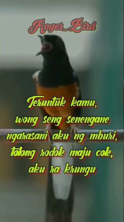 story wa kicau murai batu 1 m