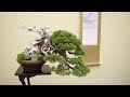 GAFU-TEN BONSAI SHOW