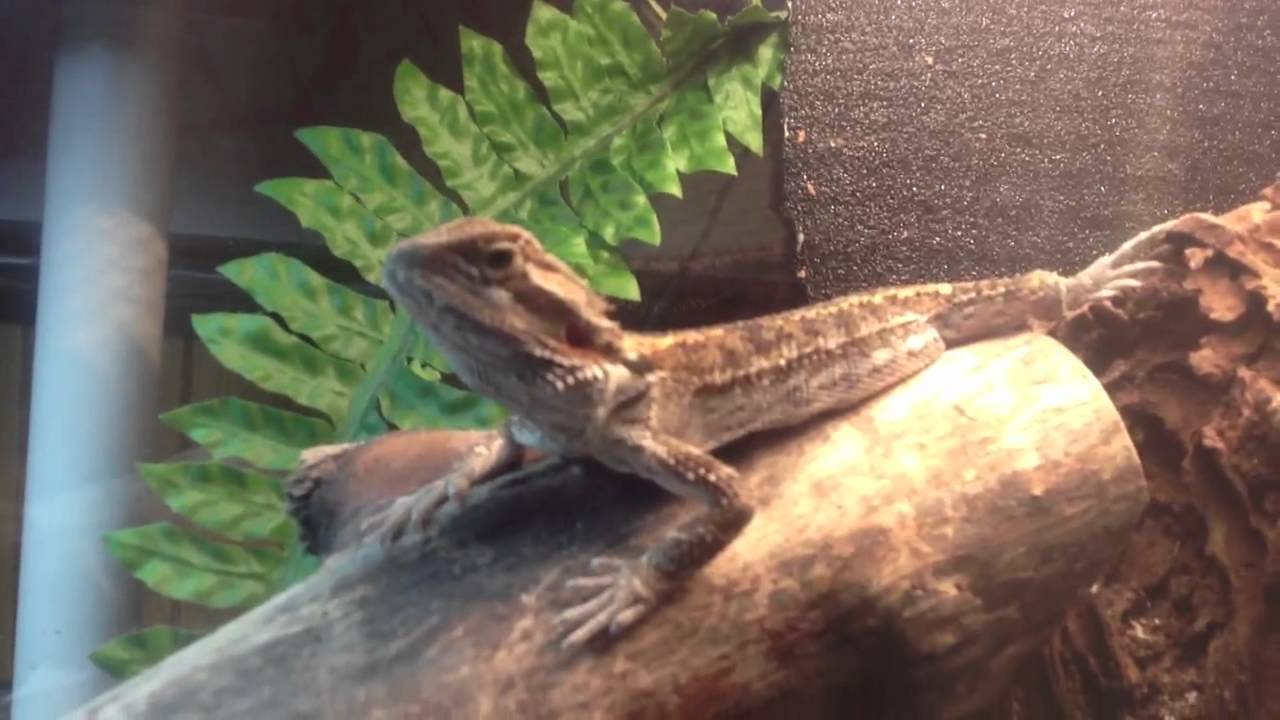 Bearded Dragon in basking lamp - YouTube