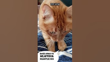 GEMESIN! Kenapa Kucing Mendengkur #shorts