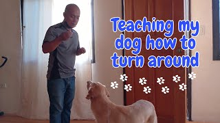 Teaching my dog how to turn around (watch until the end!)