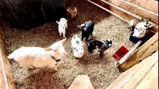 Separating baby goats from their moms (kid sharing) | NOT training some goats on the milk stand