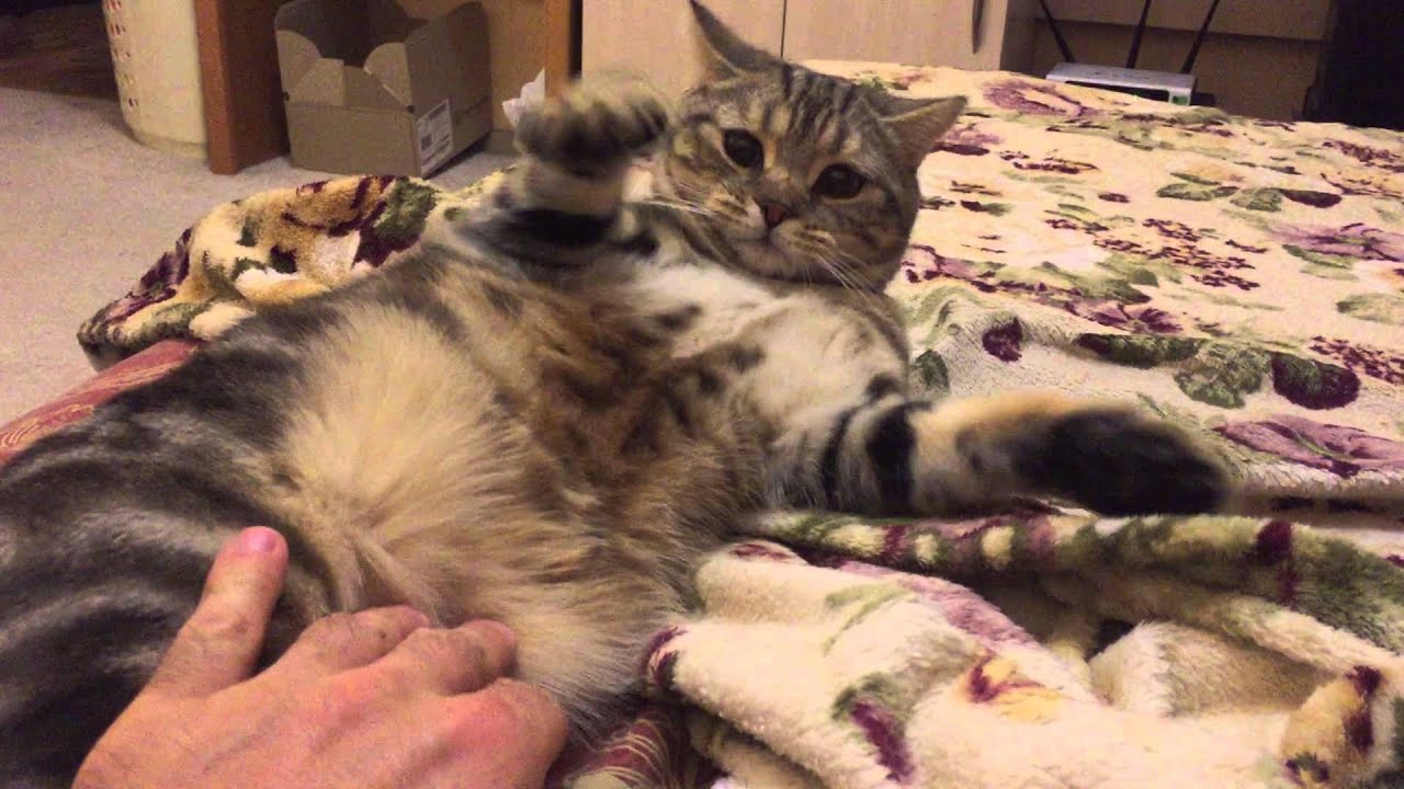 Кот боится щекотки - YouTube
