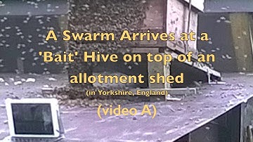 A Swarm Arrives at a Bait Hive (video A - shed roof)