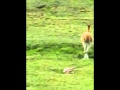 parto vicuña.wmv