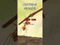 Ants Are SUPERSTRONG!