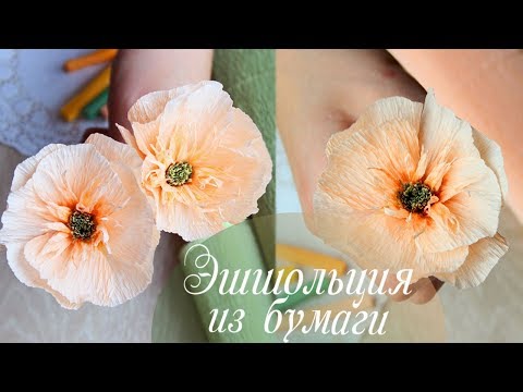 Бейне: Эшшолзия қарапайым көбелегі