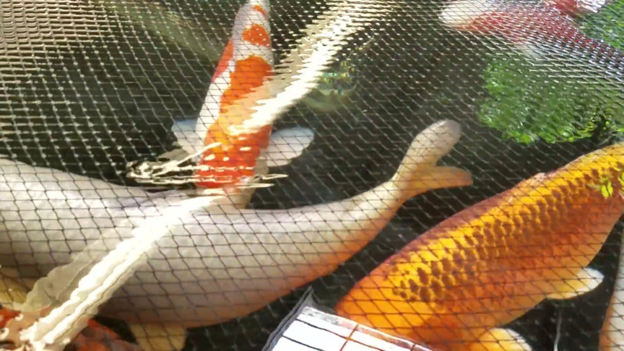 Koi Fish Store in Fountain Valley California - YouTube