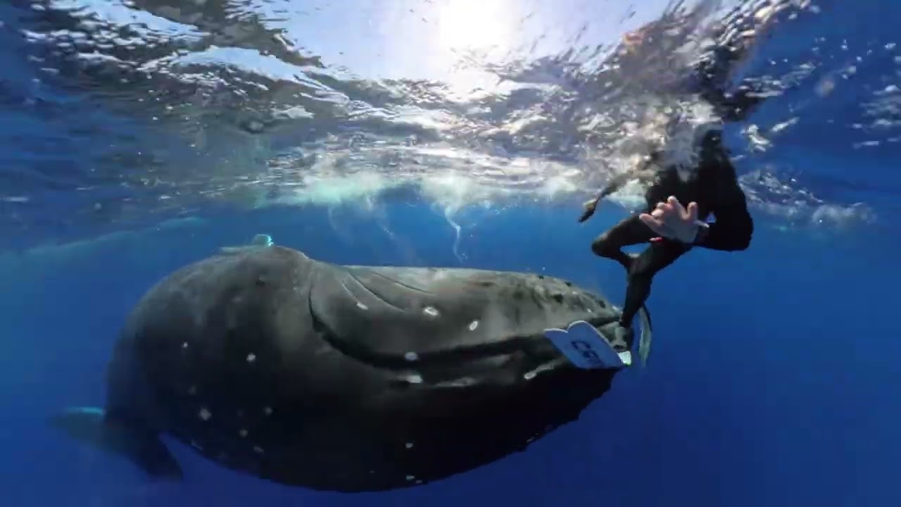 An amazing encounter with a humpback whale! 