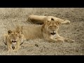 Safari The Movie About Simba The Lion 1928 Directed By Martin Osa Johnson Safari The Movie About Simba The Lion 1928 Directed By Martin Osa Johnson