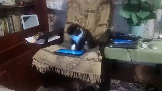 Мыши? Вы, что смеетесь! Кот и планшет.