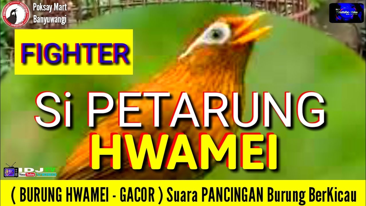 BURUNG HWAMEI - 🐦- ( GACOR ) Masteran Burung Berkicau. ( By ️ Poksay