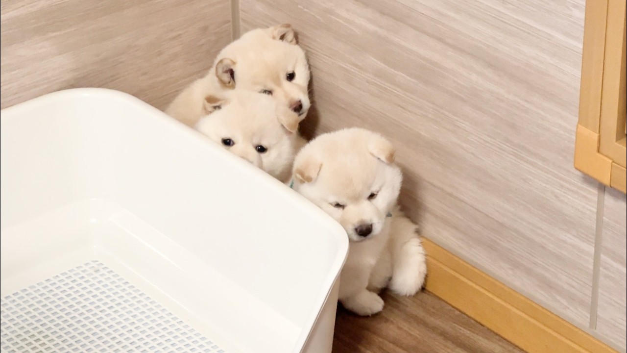 Shiba Inu Puppy】40-day-old puppy turns into a 