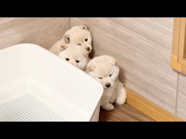 Shiba Inu Puppy】40-day-old puppy turns into a 