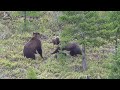 Sow Defends Cub Crazy Black Bear Footage
