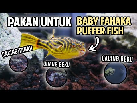 Video: Cara Menyimpan Puffer Fahaka