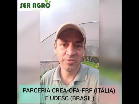 Vídeo: Morango Da Nami. Popular Na Itália Variedades De Morango