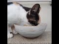 시간 맞춰와서 밥 먹기 바쁜 예쁜냥이 그래도 대답은 해 주네 🧡#우리동네고양이 #cute #화이팅