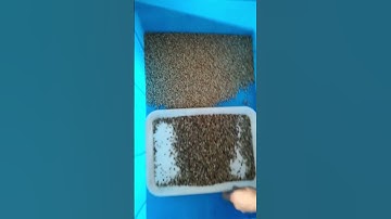 TAIHO White Pepper Sorting Machine Color Sorter #pepper #taihosorter