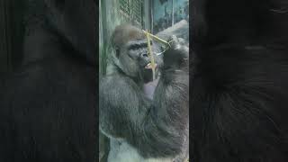 Bengati the Gorilla Louisville Zoo #shorts