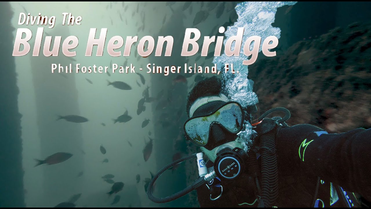 Scuba Diving at Blue Heron Bridge YouTube