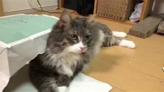 袋の穴からモフモフの手を出す猫 ノルウェージャンフォレストキャットReach out.Norwegian Forest Cat.