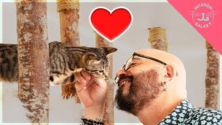 How to Make a Cat Like You by Jackson Galaxy 251,510 views 7 months ago 15 minutes