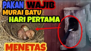 MAKANAN WAJIB PADA SAAT MURAI BATU BARU MENETAS