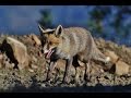 Ten minutes documentary about cyprus red fox  by george konstantinou