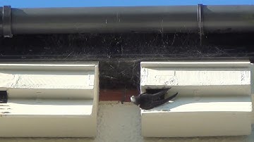 Swift fledging 20th July 2020