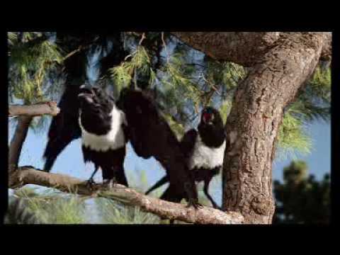 windex crows youtube