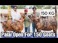 Shawaya goat farms 150 kg khassi  palai started 3500month 