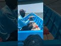 Strike ikan baby GT umpan udang menjangan hidup