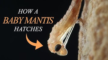 The Complete Process of a Praying Mantis Hatching