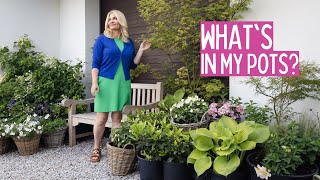 What's in my pots? Container garden inspiration for shade and full sun!