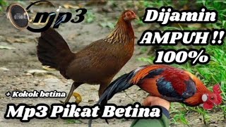 SUARA PIKAT BETINA BUAT MIKAT AYAM HUTAN / JUNGLE HEN SOUND / JUNGLE FOWL SOUND