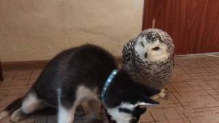 Owl & Husky - play time ))))