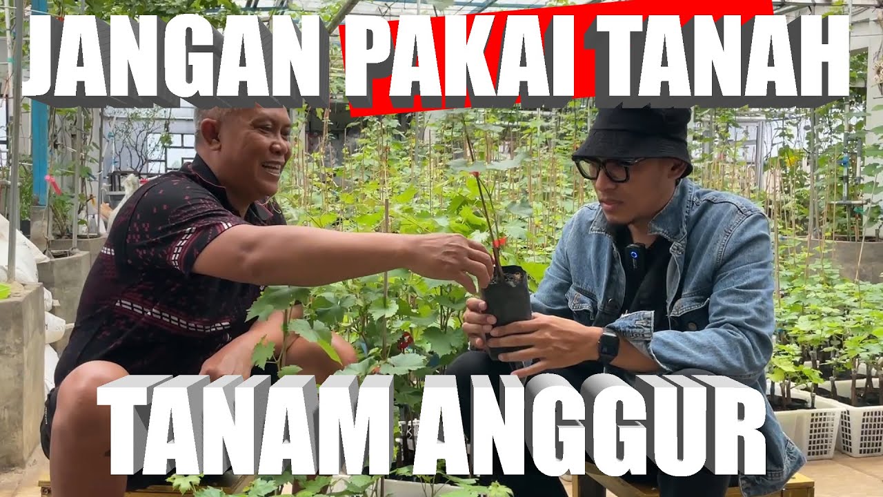 TANAM ANGGUR CEPAT BUAH JANGAN PAKAI TANAH SAJA