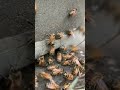 Bee Pollen Collect #bee #honey #pollution